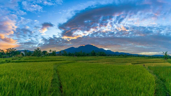 Панорамный Фон Красивых Природных Пейзажей Индонезии Утро Рисовом Районе Бали — стоковое фото