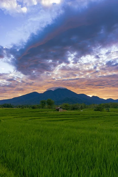 Indonesia Beautiful Natural Scenery Background Morning View Rice Fields — Photo