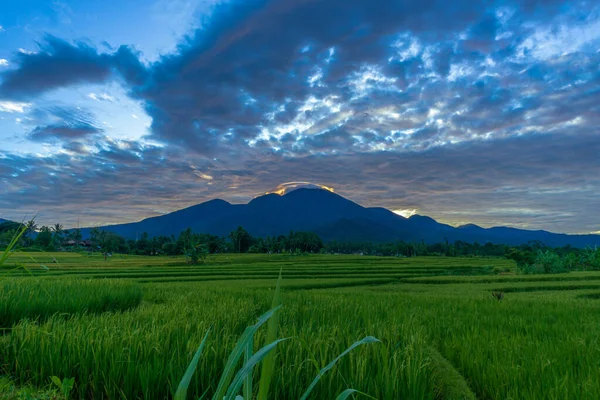 Indonézia Gyönyörű Természeti Táj Háttere Reggeli Kilátás Rizsföldekre Balin — Stock Fotó