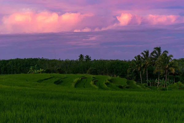 Indonesia Extraordinary Natural Scenery Morning View Beautiful Sky Green Rice — Photo