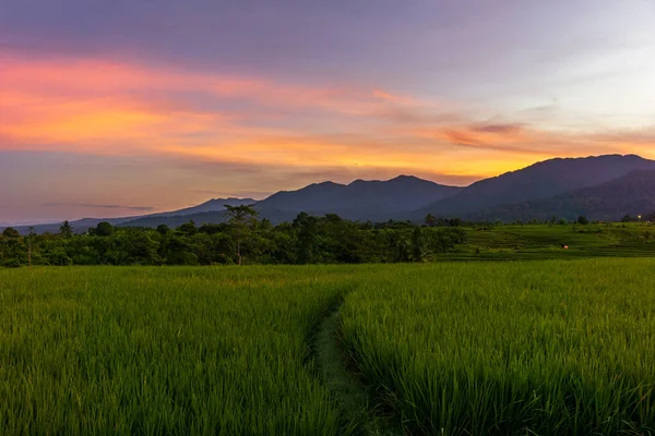 Indonesia Extraordinary Natural Scenery Morning View Beautiful Sky Yellowing Rice —  Fotos de Stock
