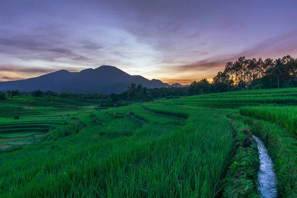 Indonesia Extraordinary Natural Scenery Morning View Sunrise Rice Fields Rice — Stock Fotó