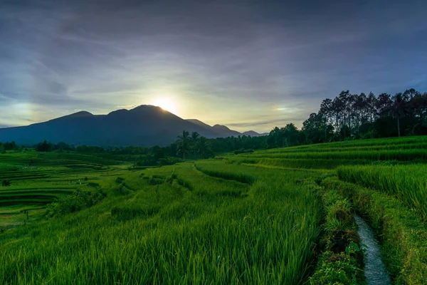 Indonesia Extraordinary Natural Scenery Sunrise View Water Irrigation Green Rice — Stock Fotó