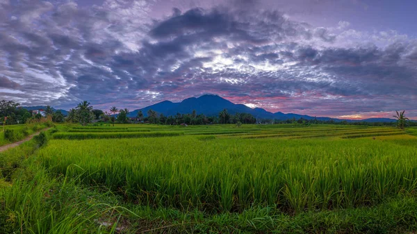 Panorámás Háttér Indonéz Rizs Mezők Sárga Rizsföldek Kék Hegyek — Stock Fotó