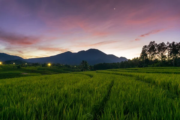 Панорама Природної Краси Азії Вид Рисове Поле Горами Схід Сонця — стокове фото