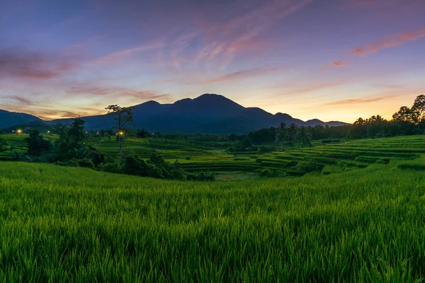 Panorama Natural Beauty Asia Wide View Green Beautiful Rice Fields — Stock Fotó