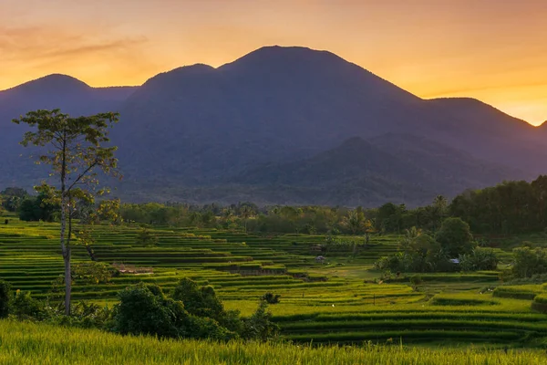 panorama of the natural beauty of asia. wide view of green and terraced rice fields