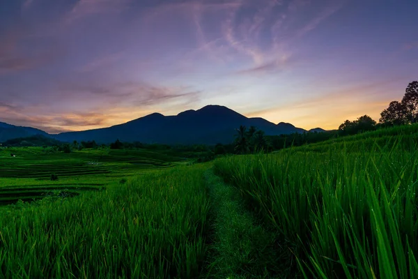 Панорама Природної Краси Азії Вид Зелені Поля Рису Ранньою Росою — стокове фото