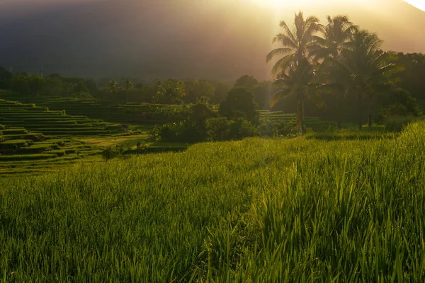 Panorama Natural Beauty Asia View Rice Fields Sunrise — Foto de Stock