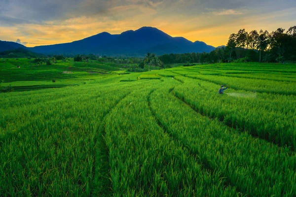 Panoramic View Morning Rice Fields Farmers Spraying Pests — Zdjęcie stockowe