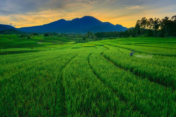 Pemandangan Panorama Pada Pagi Hari Sawah Dengan Petani Menyemprotkan Hama Stok Gambar Bebas Royalti