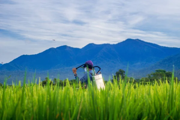 Indonesian Natural Scenery Morning Panorama Farmers Working Spraying Rice Pests — Stock Photo, Image