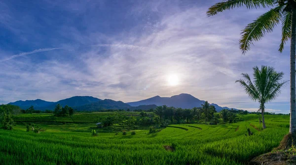 Indonezyjskie Krajobrazy Naturalne Poranna Panorama Zielonych Pól Ryżowych Wschodem Słońca — Zdjęcie stockowe