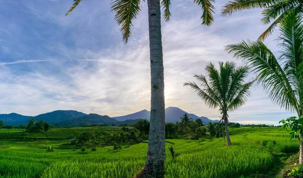 Индонезийский Природный Пейзаж Утренняя Панорама Рисовых Полях Солнечной Погодой — стоковое фото