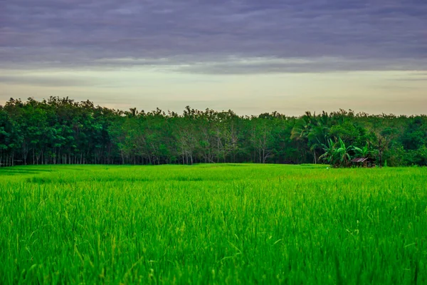Indonesian Natural Panorama Morning View Green Rice Fields — Photo