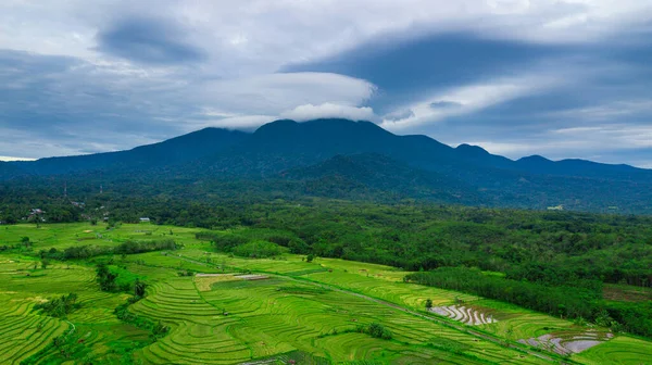 Утренняя Панорама Природы Индонезии Каучуковые Плантации Рисовым Полем — стоковое фото