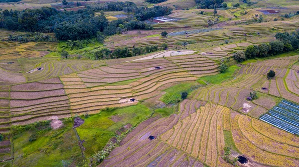 Panoramic Aerial Photo Morning Nature Indonesia Agricultural Sector Rice Fields ロイヤリティフリーのストック写真