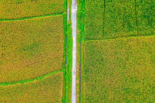 Indonesian Natural Panorama Aerial Photography Different Colored Rice Fields Green — Stockfoto