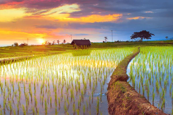Reisfelder Nördlich Bengkulu Regentschaft Erstaunliche Natur Farbe Und Himmel Wunderschönen — Stockfoto