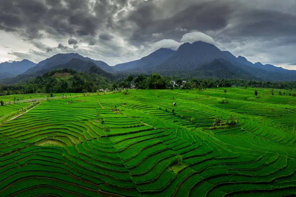 Indonesian Natural Panorama Aerial Photography Views Green Rice Fields Beautiful Stockbild