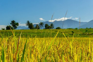 Endonezya 'da güzel bir sabah manzarası. açık mavi gökyüzü ve dağlarla sararmış pirinç tarlalarının panoramik görüntüsü