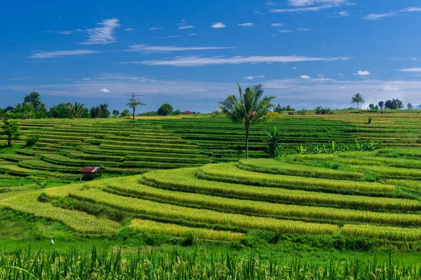 Beautiful Morning View Indonesia Panoramic View Rice Fields Beautiful Terraces — Stock Photo, Image