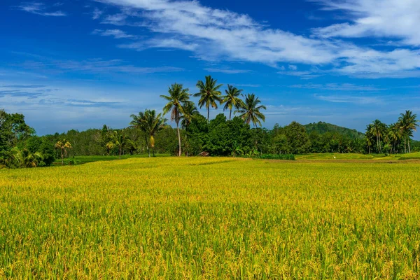 Beautiful Morning View Indonesia Panoramic View Yellowed Rice Fields Bright — Stock Photo, Image