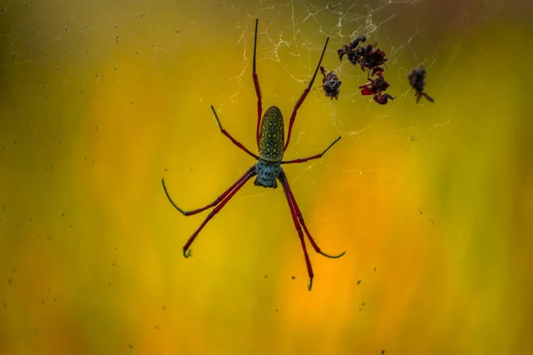 Beautiful Morning View Indonesia Spider Leftovers — Φωτογραφία Αρχείου