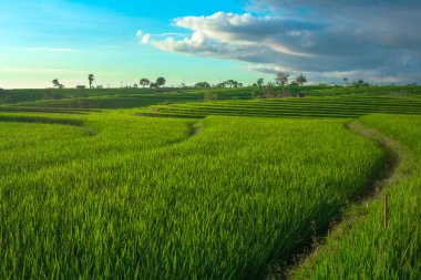 Endonezya 'nın güzel manzarası. Yeşil pirinç tarlalarının ve mavi gökyüzünün manzarası