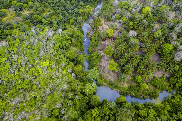 Beautiful Indonesian Aerial View View Oil Palm Plantations Rivers Bengkulu — Fotografia de Stock