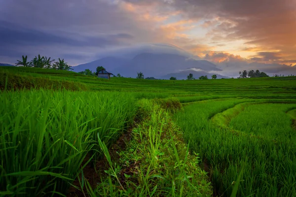 Beautiful Indonesian Scenery Morning View Green Rice Fields — Stock Photo, Image