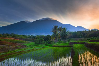 Beautiful morning view of Indonesia. Panoramic view of the blue rice fields and mountains