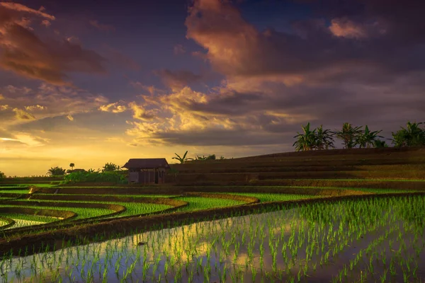 Beautiful Morning View Indonesia Panoramic View Rice Terraces Sunset — Foto de Stock