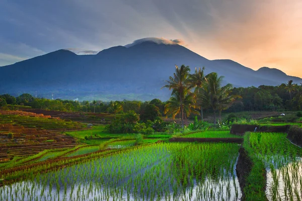 Beautiful Morning View Indonesia Panoramic View Green Rice Fields Mountains — Foto de Stock