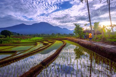 Beautiful morning view of Indonesia. Panoramic view of rice fields with mountain reflection