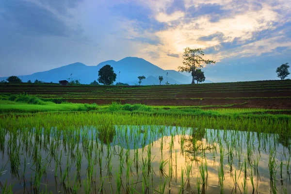 Beautiful Morning View Indonesia Panoramic Rice Fields Water Reflecting Sunrise — Stock Fotó