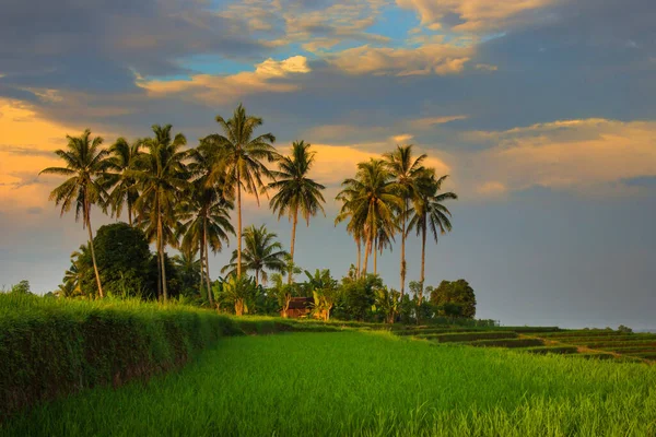 Beautiful Morning View Indonesia Panoramic View Green Rice Fields Coconut — ストック写真