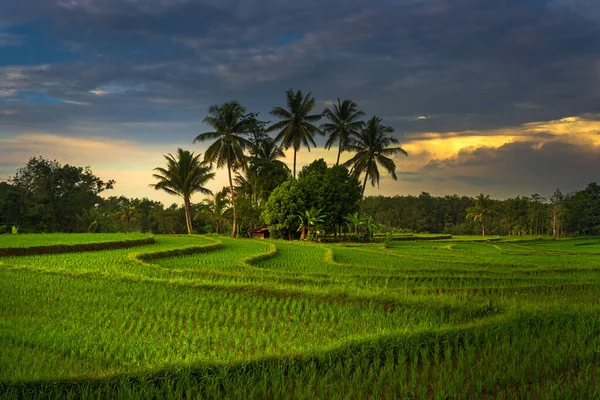Beautiful Morning View Indonesia Panoramic View Rice Fields Morning Green — Stockfoto