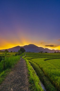 Beautiful view of Indonesia in the morning in the rice fields