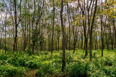 Beautiful view of Indonesia in the morning in the rubber tree forest