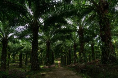 Endonezya sanayi bölgesi, Endonezya palmiye yağı çiftliği