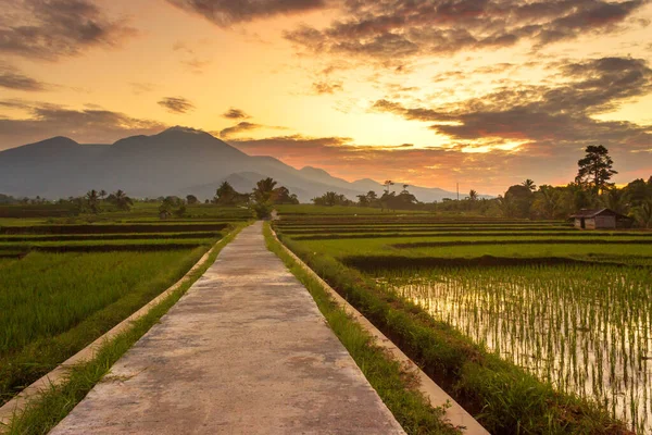 Indonéz Táj Fényes Reggeli Napfelkeltekor Zöld Rizsföldeken — Stock Fotó