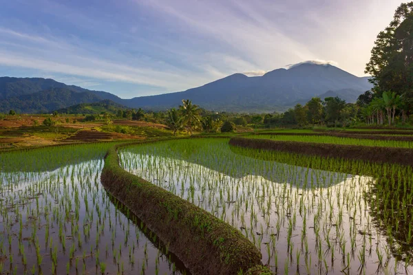 Indonéz Táj Zöld Rizs Teraszok Hegyek Reggel — Stock Fotó