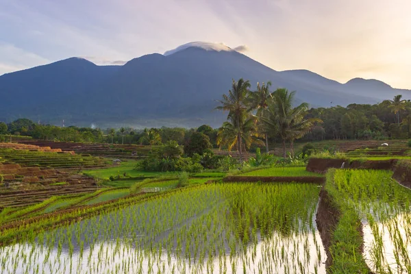 Indonesisk Natur Gröna Risfält Och Vackra Berg Vid Soluppgången — Stockfoto