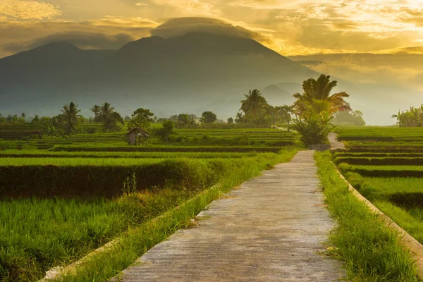 Indonezyjska Sceneria Ranek Wiosce Pola Ryżowe Wschodem Słońca — Zdjęcie stockowe