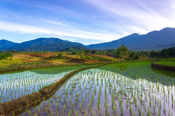 Indonesisk Natur Gröna Risterrasser Och Vackra Berg Vid Soluppgången Royaltyfria Stockbilder