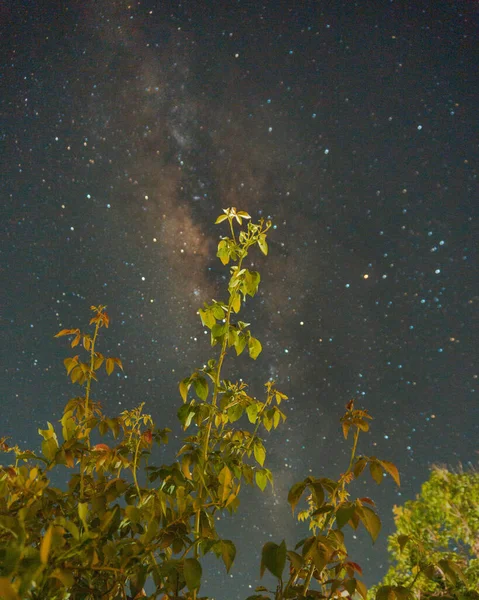 Nacht Landschap Met Sterren Rozenblaadjes — Stockfoto