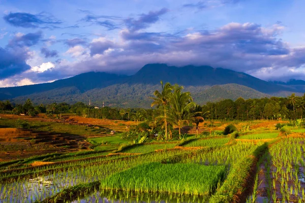 Indonéz Természeti Táj Vidéken Rizs Mezők Hegyek — Stock Fotó