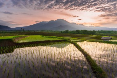 Pilav tarlaları parlak gündoğumunda köyde sabah manzarası