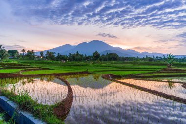 Köyde sabah manzarası var. Parlak gündoğumunda pirinç tarlaları var.